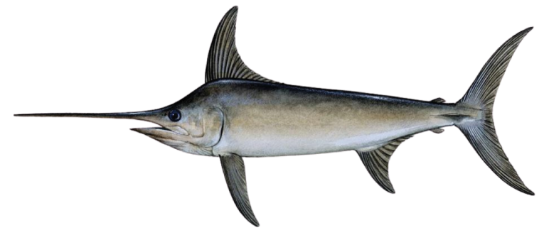 Ikan Todak Beku